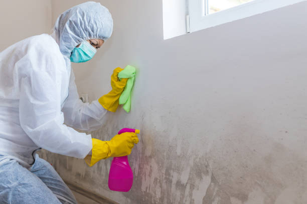 Best Mold Damage Restoration  in USA